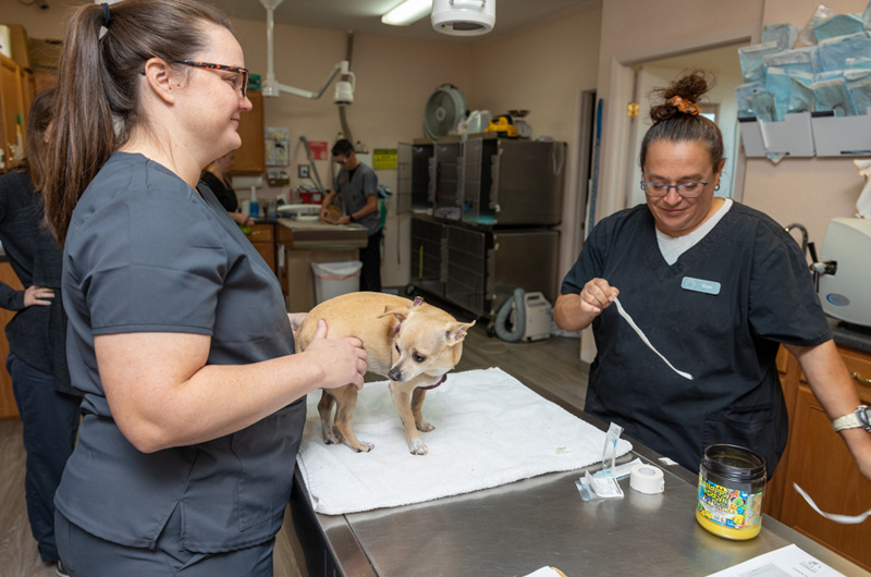 pet-treatment