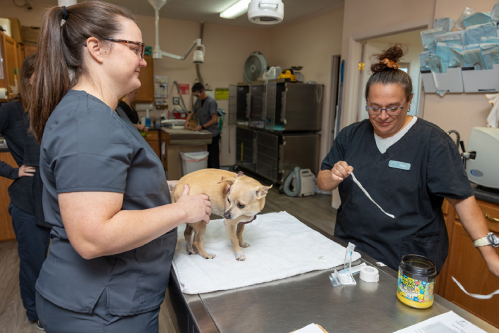 pet treatment by vet
