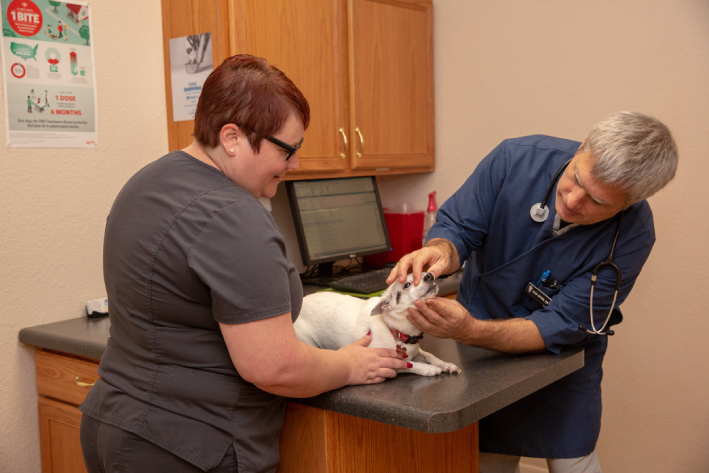 Vet staff examining dog - Startz Veterinary Clinic