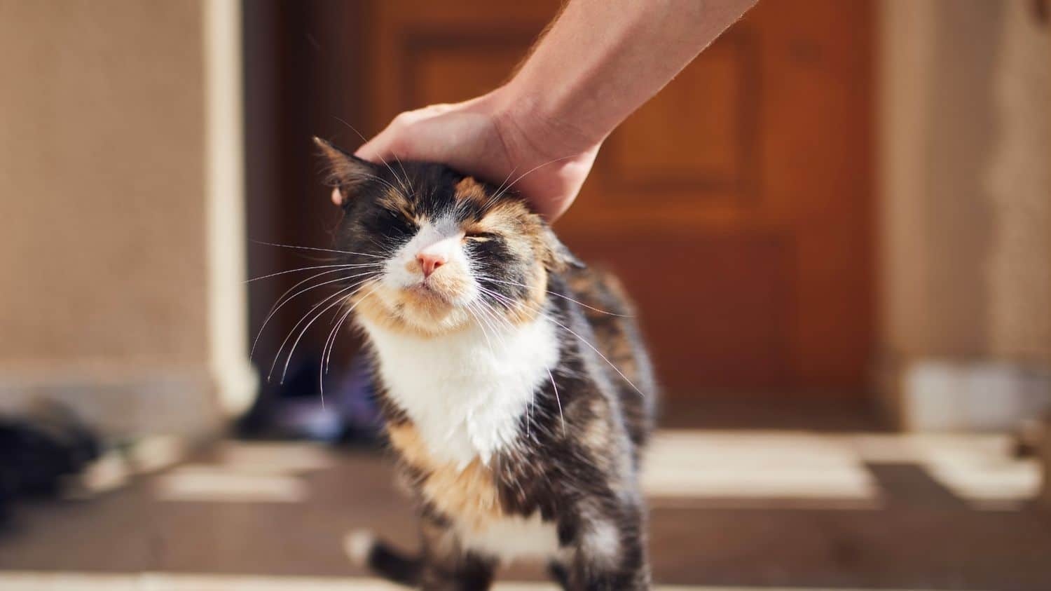 Playful cat