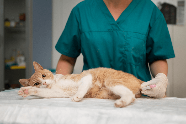 Pet Advanced Medicine Services