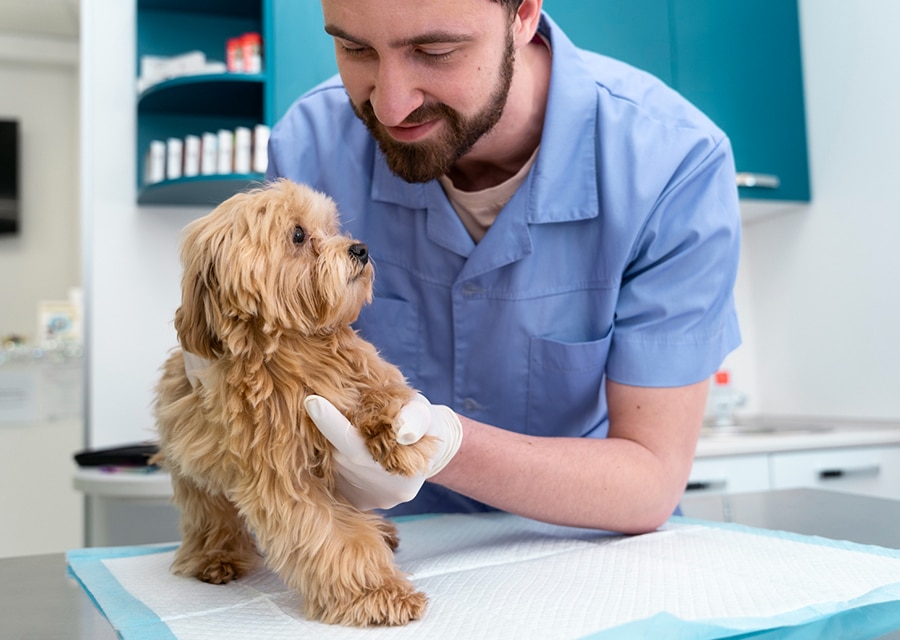man holding dog paw
